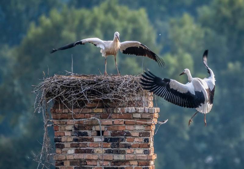 Expert Chimney Animal Removal in Forest Hill, MD Professional Chimney Animal Removal Services in Forest Hill, Maryland