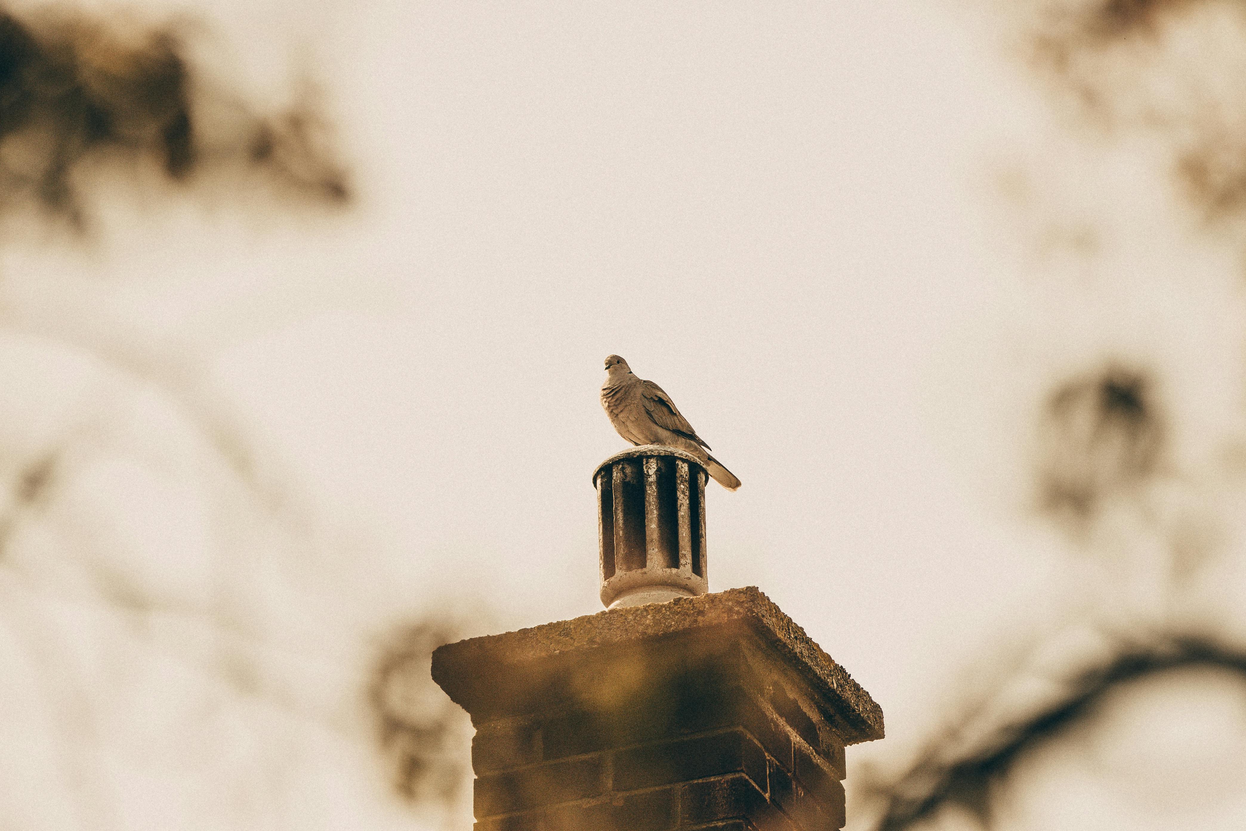 Professional Chimney Cap Installation Services in Forest Hill, MD Expert Chimney Cap Installation in Forest Hill, Maryland